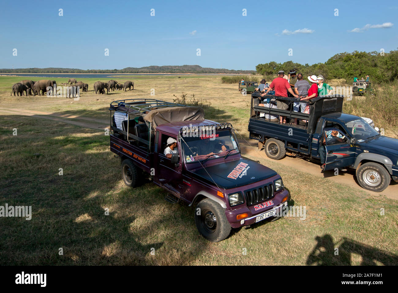 Safari Jeeps mit ausländischen Touristen geladen beobachten, eine Herde von wilden Elefanten weiden neben dem Tank bei Minneriya National Park in Sri Lanka. Stockfoto