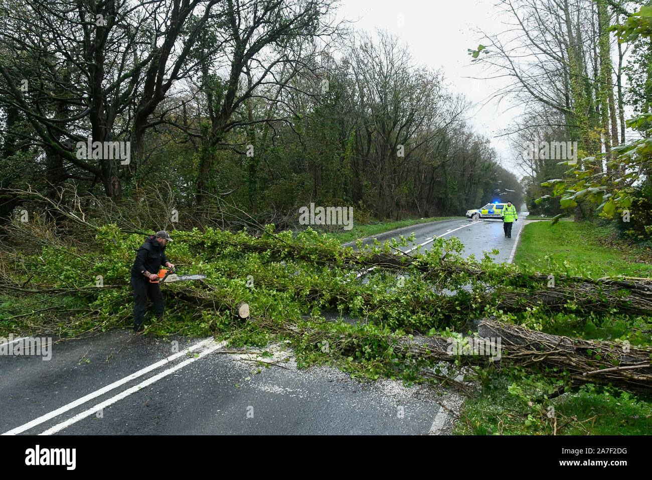 Dorchester, Dorset, Großbritannien. 2 Nov, 2019. UK Wetter. Stürmischer Wind bringen die Bäume über die A 35 in der Nähe von Dorchester, Dorset. Foto: Graham Jagd-/Alamy leben Nachrichten Stockfoto