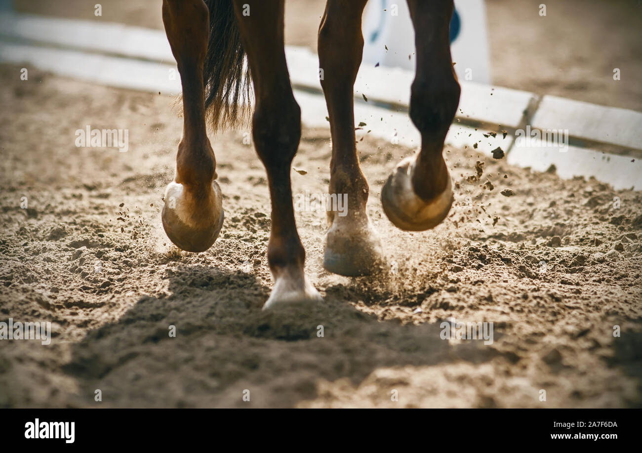 Die grazilen Beine einer Bucht schone Pferd über eine sandige Arena Staub heben Galoppieren im hellen Sonnenlicht. Stockfoto