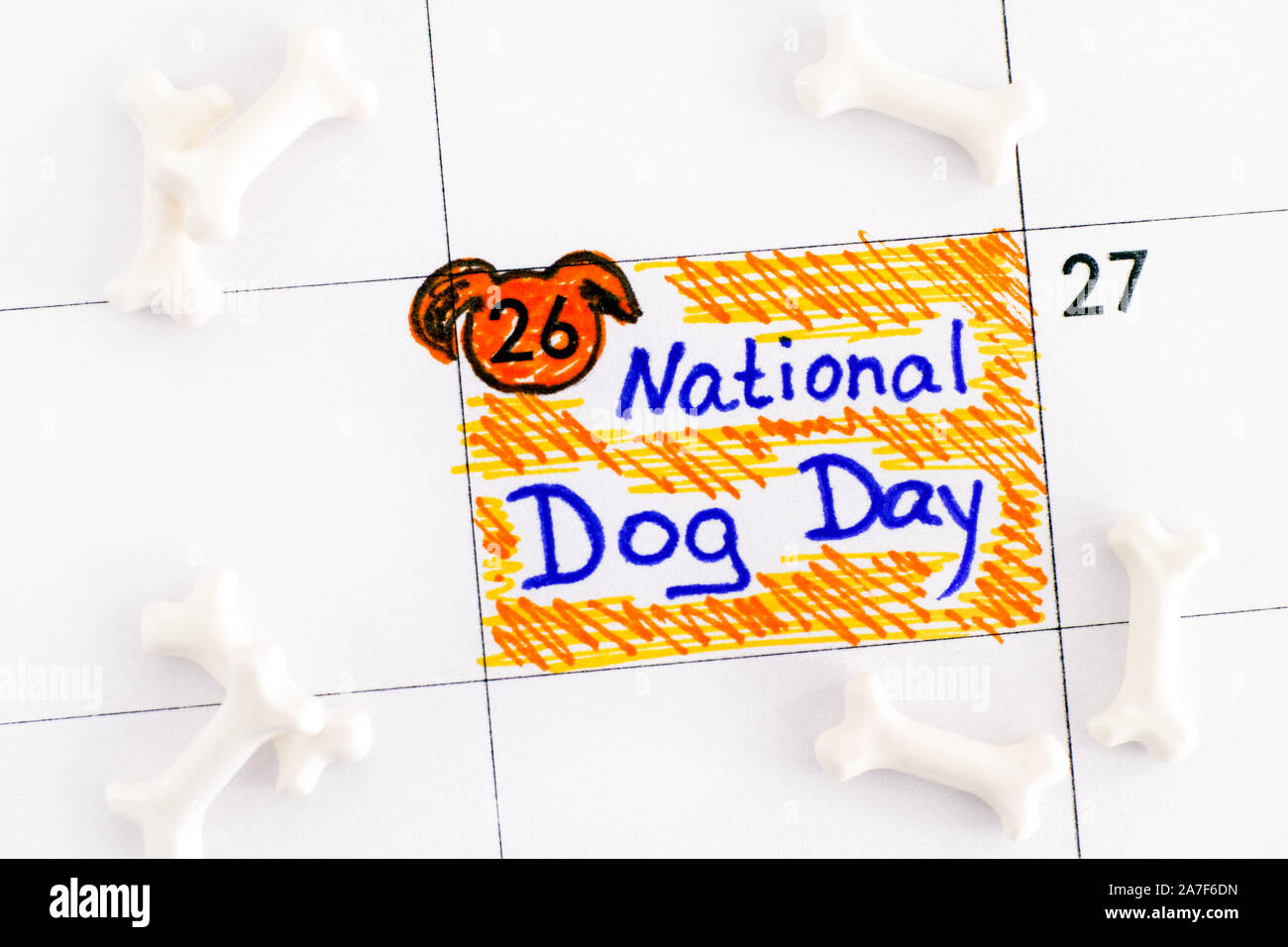 Erinnerung National Dog Tag im Kalender, die über einige Knochen. August 26.. Close-up. Stockfoto