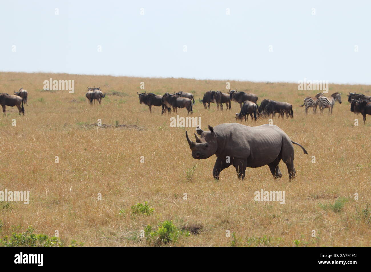 Rhino in der afrikanischen Savanne. Stockfoto