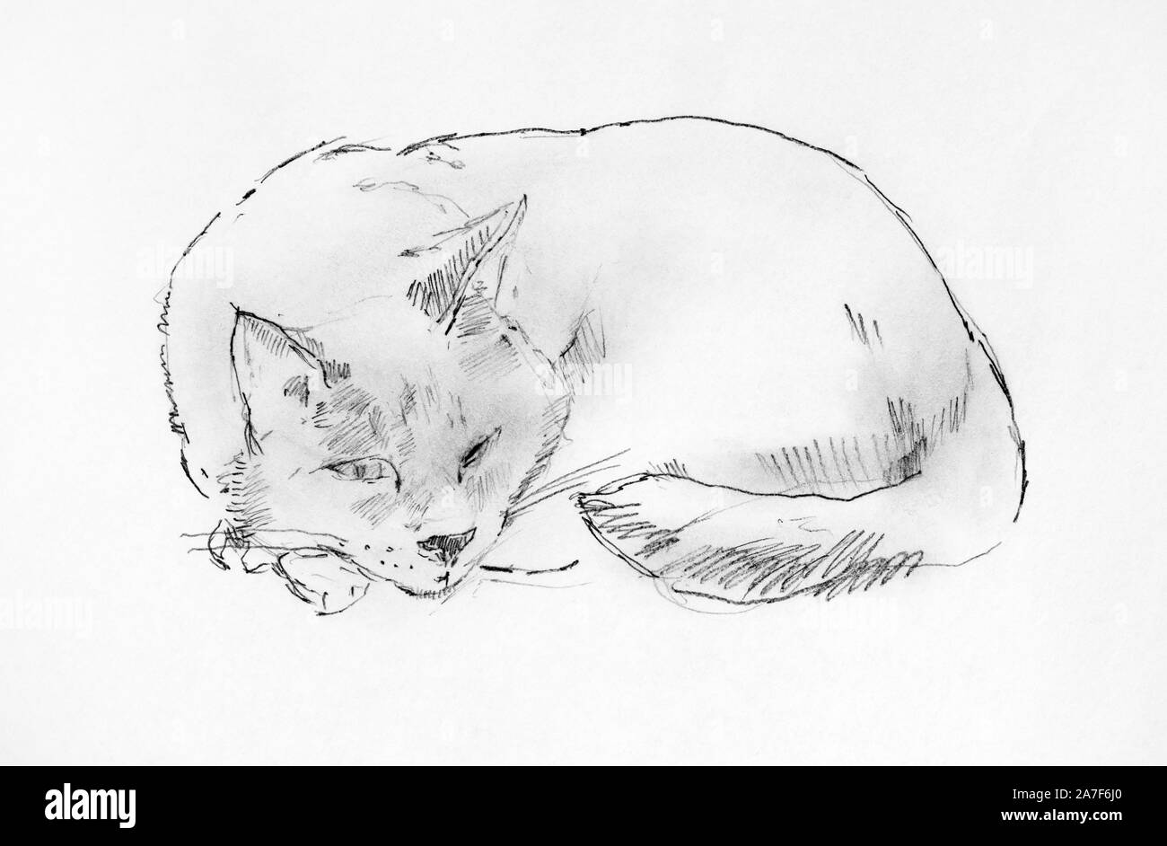 Schlafende Katze. Bleistift Hand zeichnen. Schwarz und Weiß Stockfotografie  - Alamy
