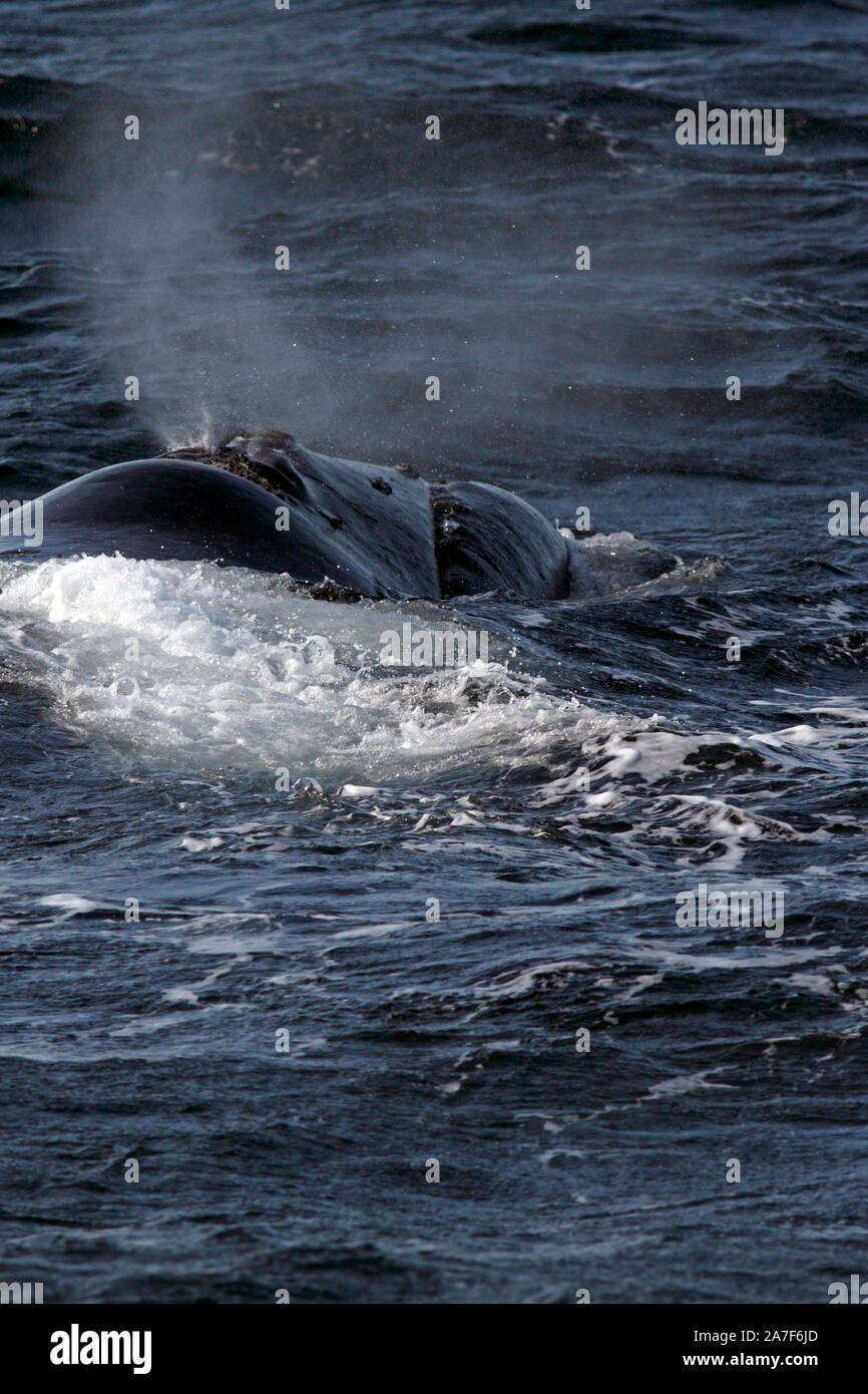 Southern Right Whale in den Golfo Nuevo in der Nähe von Punta Piramidis auf der Halbinsel Valdes, Patagaonia, Cubut, Argentinien. Stockfoto