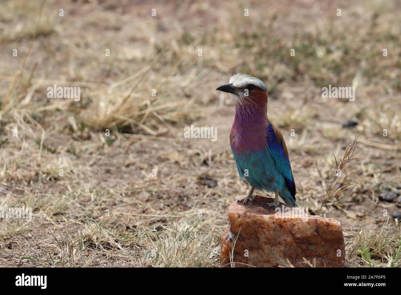 Lilac breasted Roller auf einem Felsen. Stockfoto