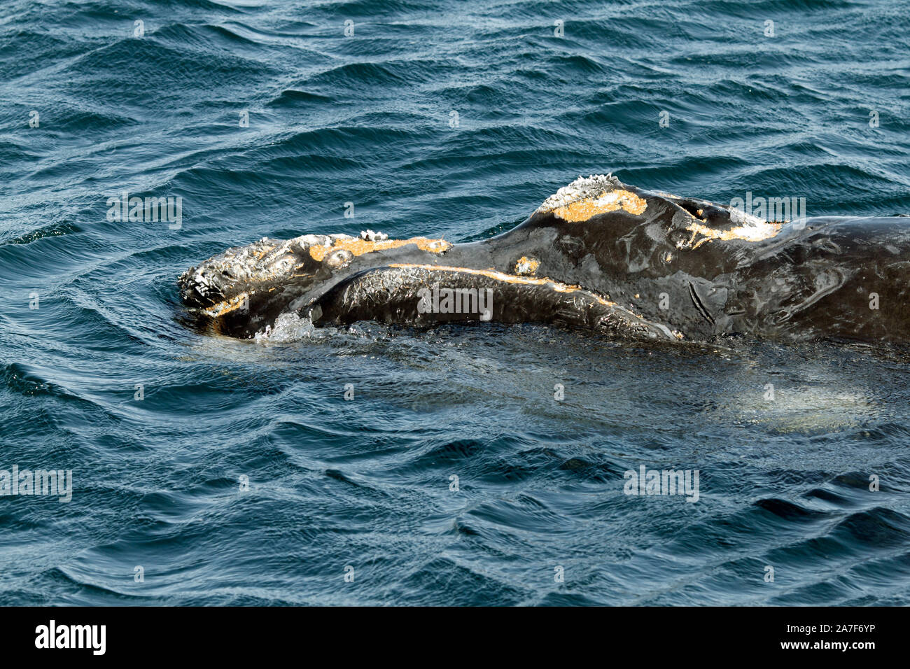 Southern Right Whale in den Golfo Nuevo in der Nähe von Punta Piramidis auf der Halbinsel Valdes, Patagaonia, Cubut, Argentinien. Stockfoto