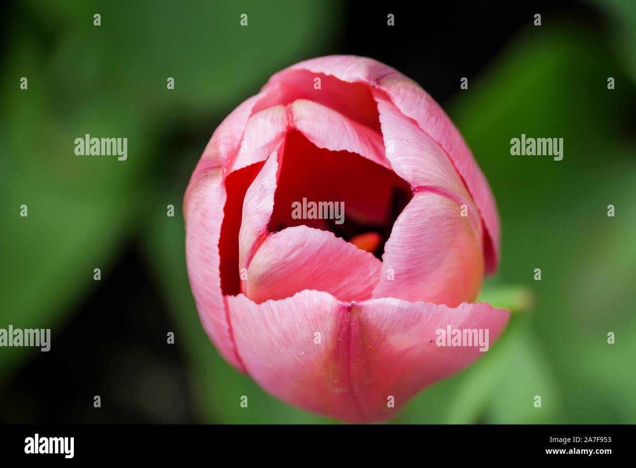 Teilweise offen pink tulip flowerhead. Fokus auf den Vordergrund. Stockfoto