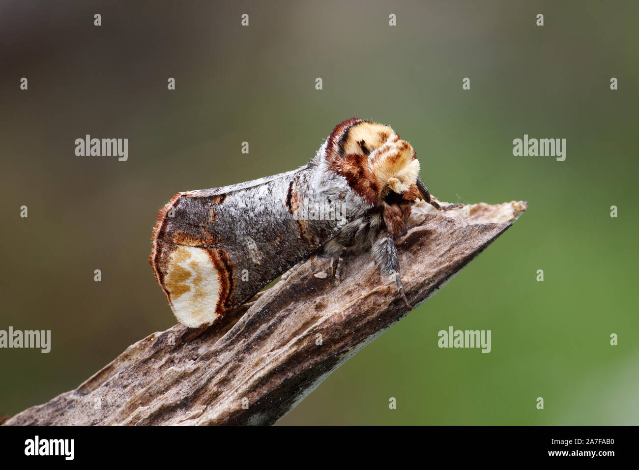 Buff-Tip Motte, Phalera bucephala Stockfoto