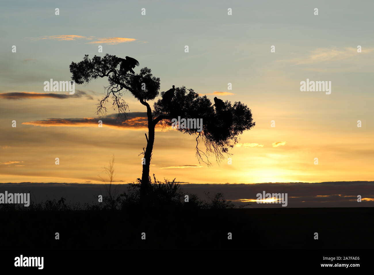 Silhouette der Geier in einem Baum. Stockfoto