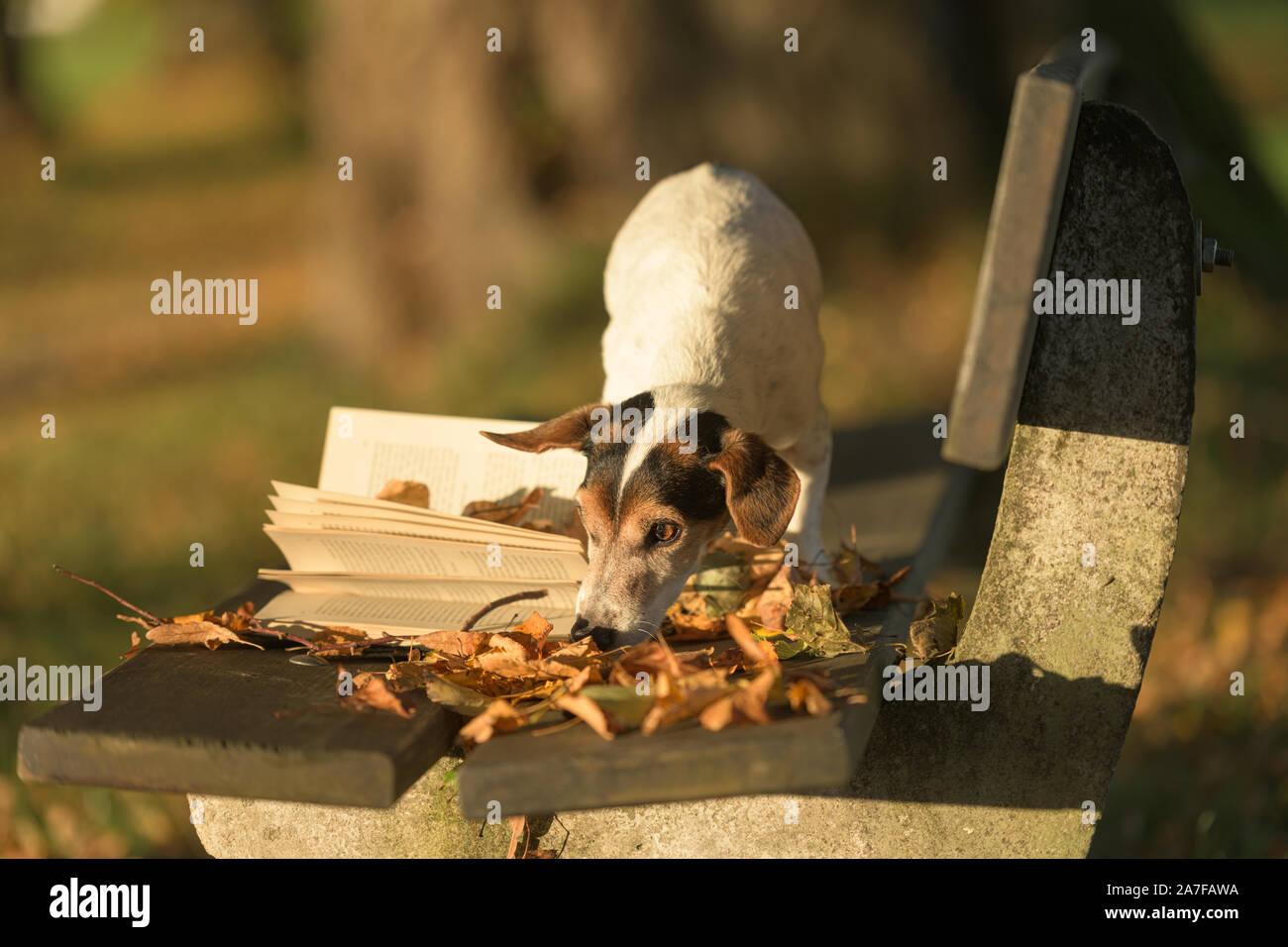 Russell Terrier Hund Lesen eines Buches auf einer Bank. Hund ist 13 Jahre alt. Stockfoto