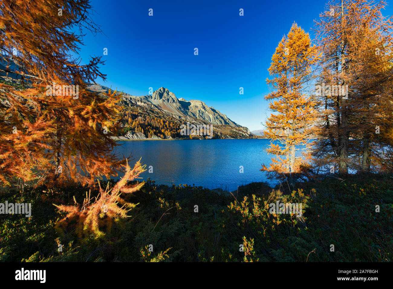 Herbstfarben im Schweizer Engadin Stockfoto