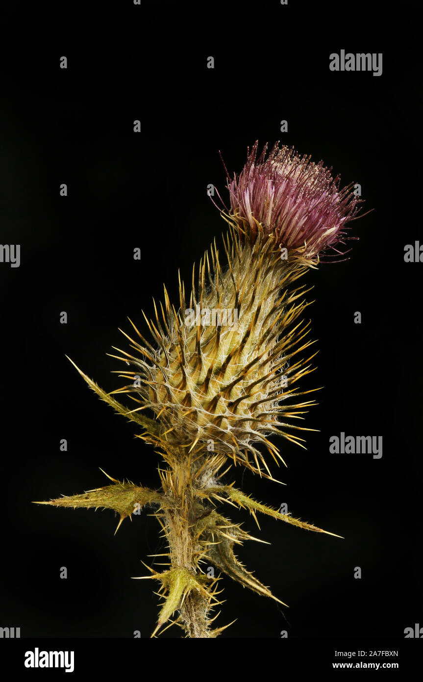 Getrocknete thistle Blume gegen Schwarze isoliert Stockfoto