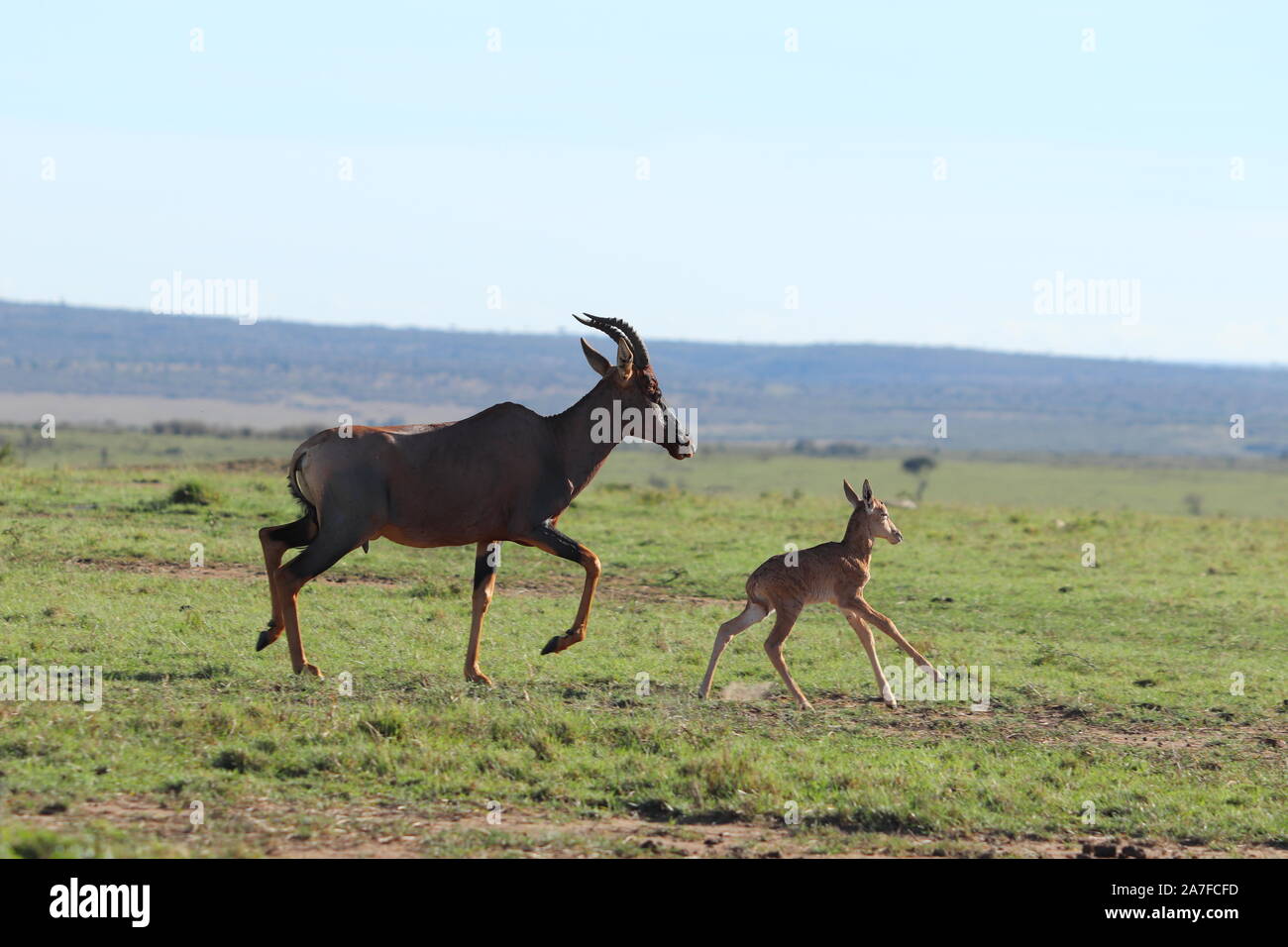 Topi Mama und Baby in der afrikanischen Savanne. Stockfoto