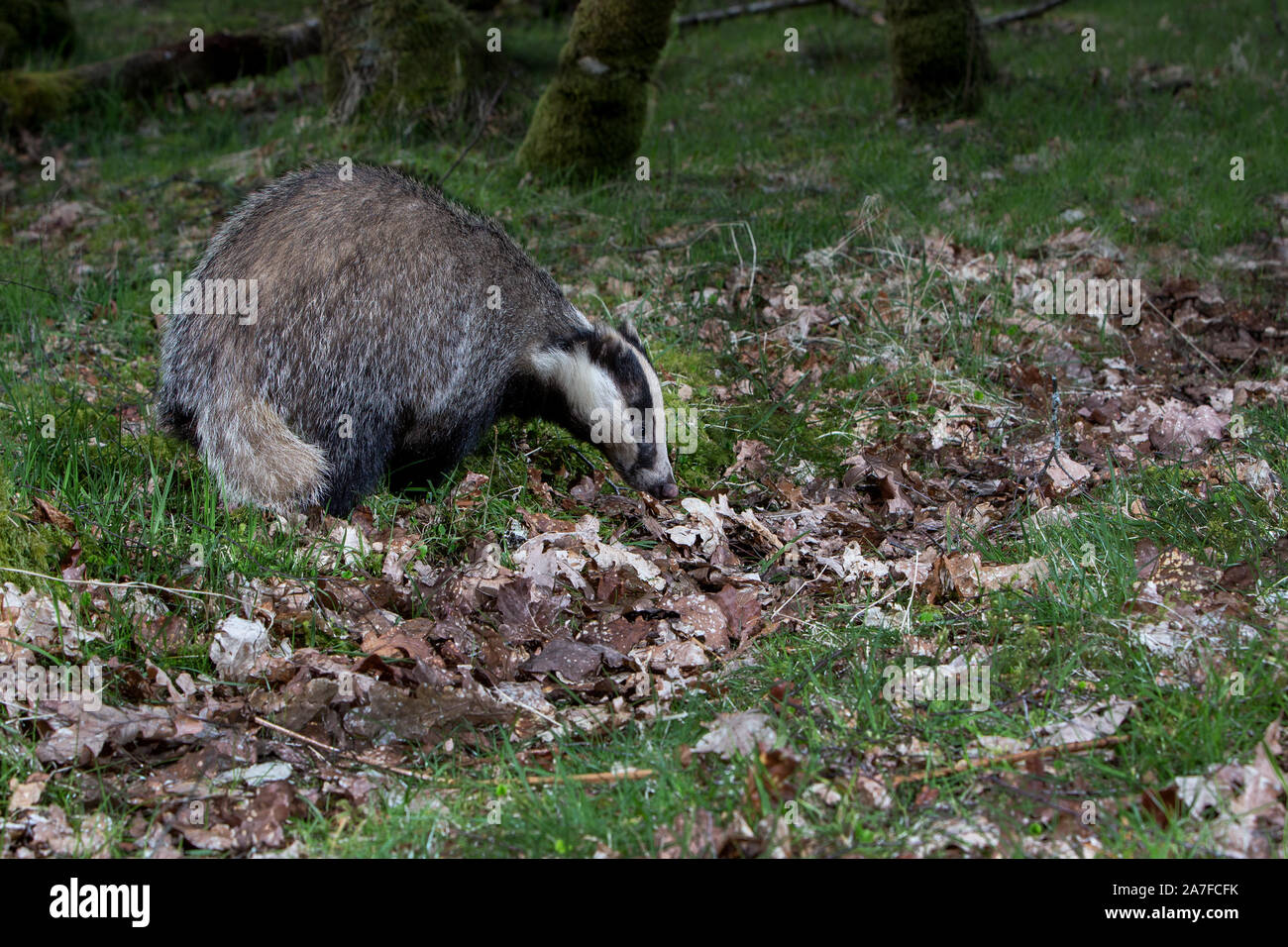 Eurasischer Dachs, Meles meles Stockfoto