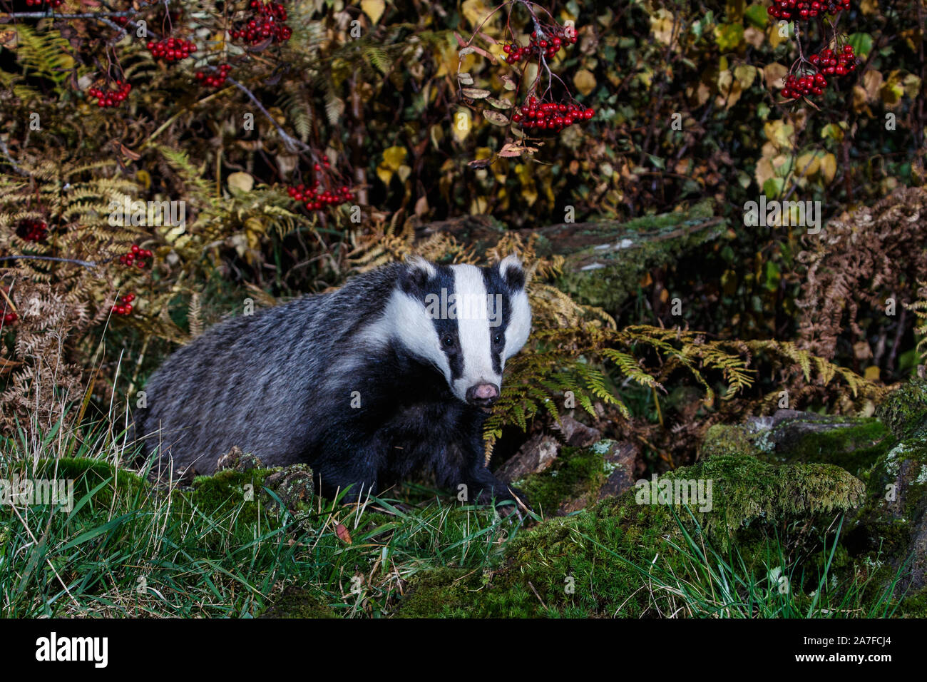 Eurasischer Dachs, Meles meles Stockfoto