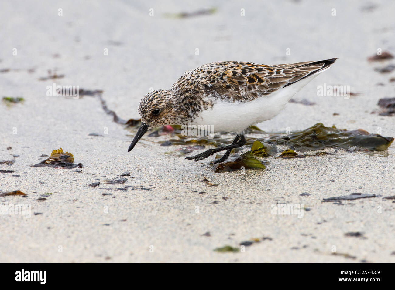 Sanderling, Calidris alba Stockfoto