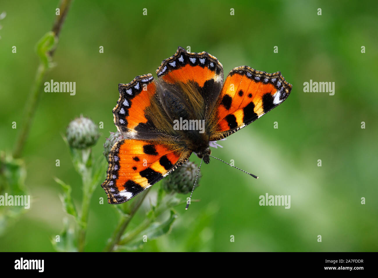 Kleiner Fuchs Schmetterling Aglais urticae Stockfoto