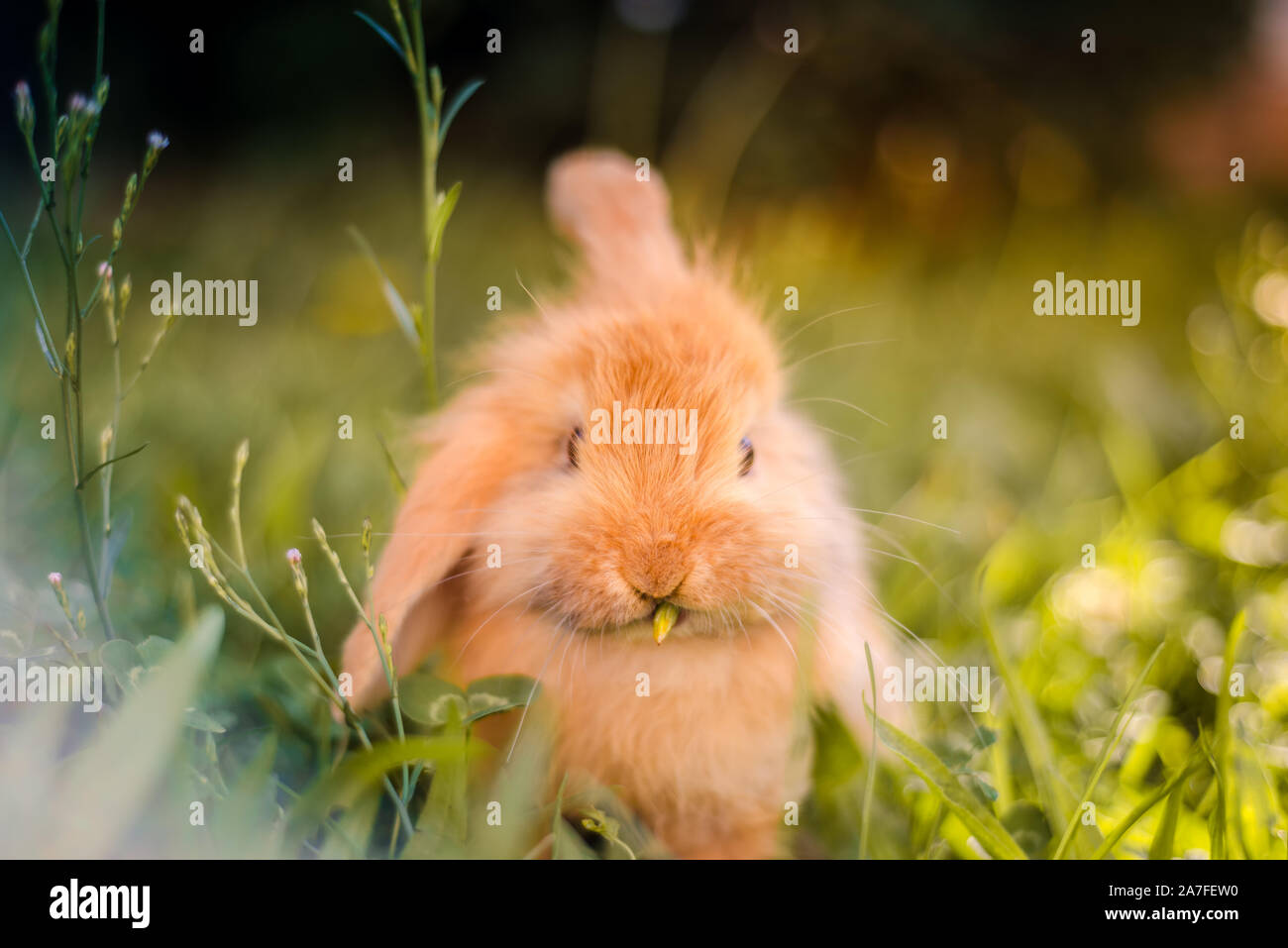 Süße orange Japanischen Zwerg Kaninchen im Garten essen Gras mit einem Ohr und einem Ohr nach unten. Stockfoto