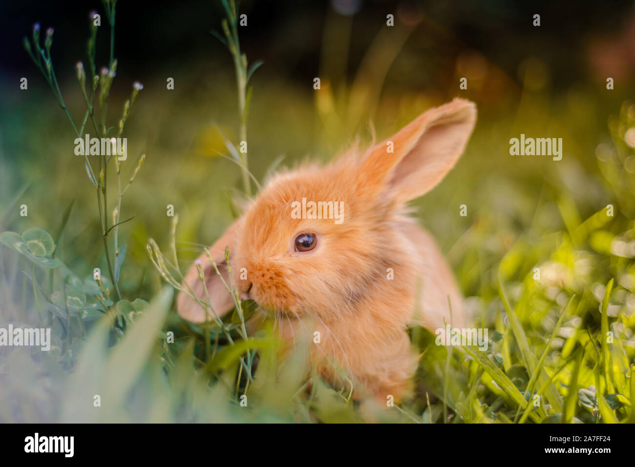Gelber Zwerg Stockfotos und bilder Kaufen Alamy