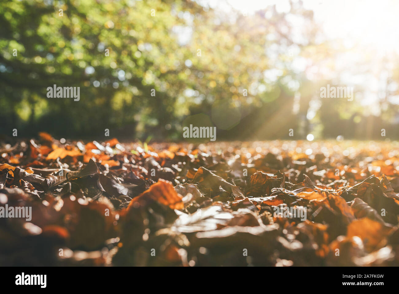 Low Angle View der gefallenen Blätter im Herbst am Boden gegen grüne Bäume im Sonnenlicht Stockfoto