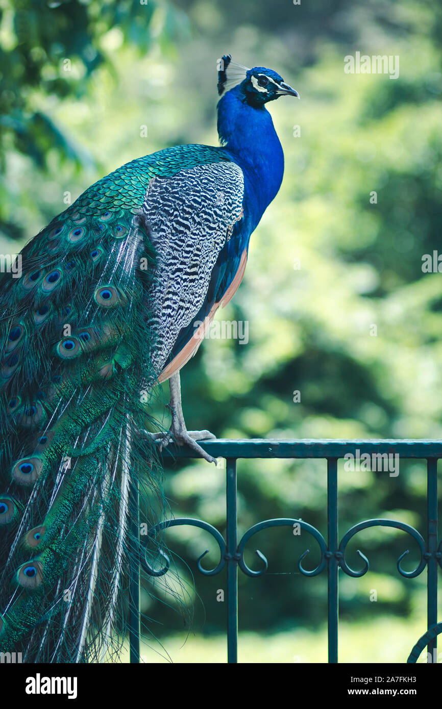 Eine schöne Pfau mit einem grünen und einem blauen Schwanz Brust sitzt auf einem geschmiedeten Metall Zaun. Konzept für das Album oder Notebook Cover, Drucken auf Taschen und postca Stockfoto