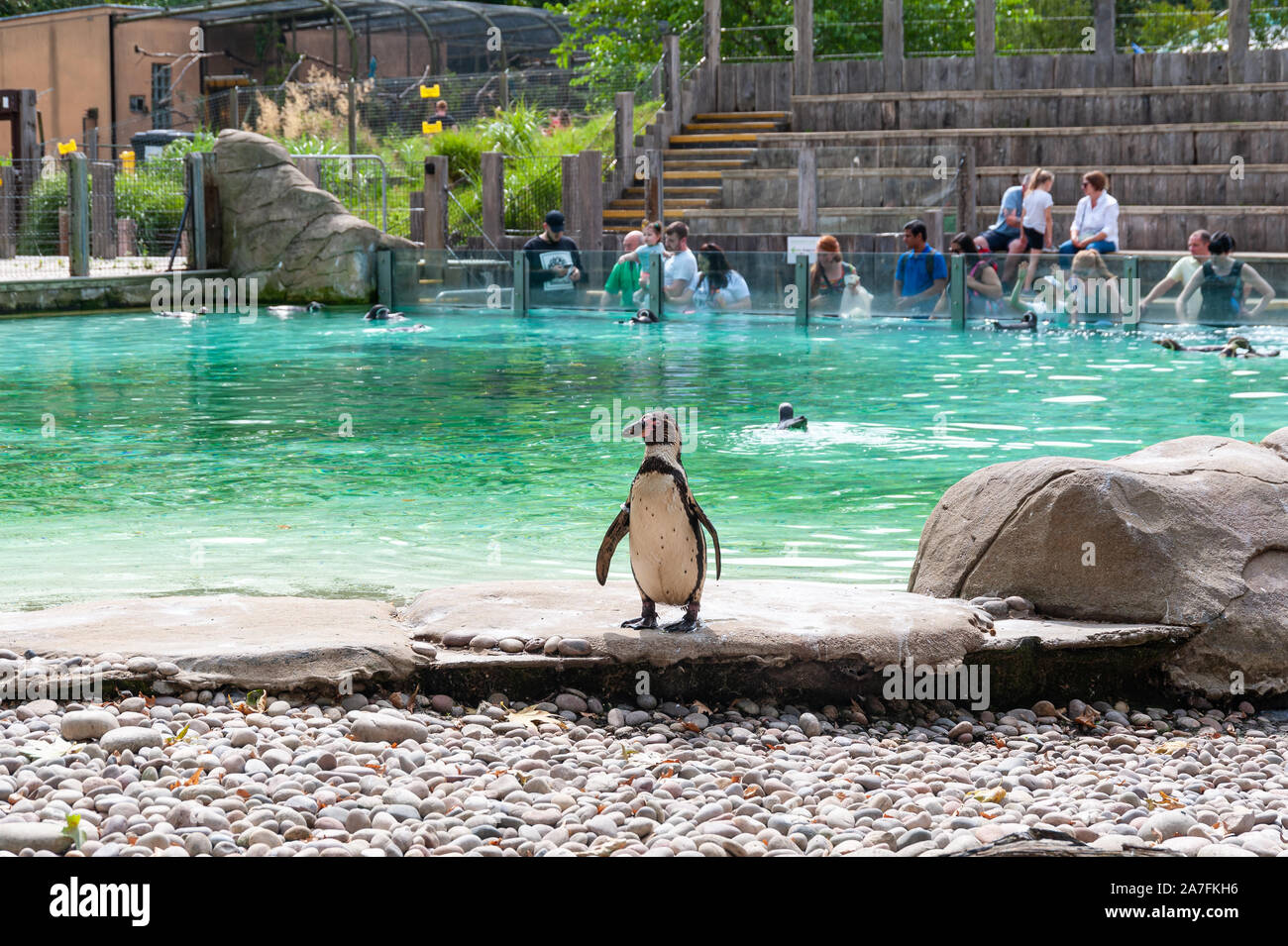 London, Großbritannien. 08-03-2019. ZSL London Zoo. Pinguin Strand - England's größte penguin Pool mit herrlichem Kolonie Humboldt Pinguine. Stockfoto
