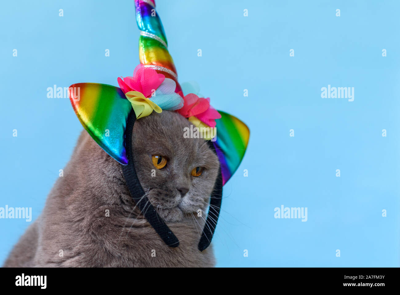 Süße Britisch Kurzhaar Katze Einhorn auf blauem Hintergrund. Stockfoto