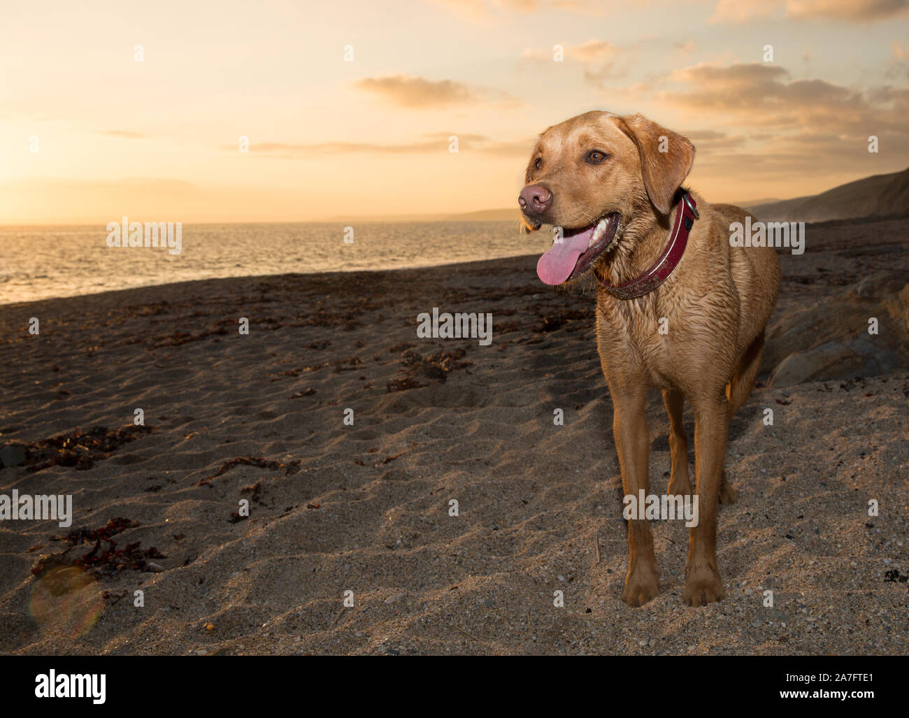 Ein schöner pet-gelben Labrador retirever Hund stehend auf einem Cornwall Strand bei Sonnenuntergang mit dem Ozean hinter während der Sommerferien suchen fit und heilen Stockfoto