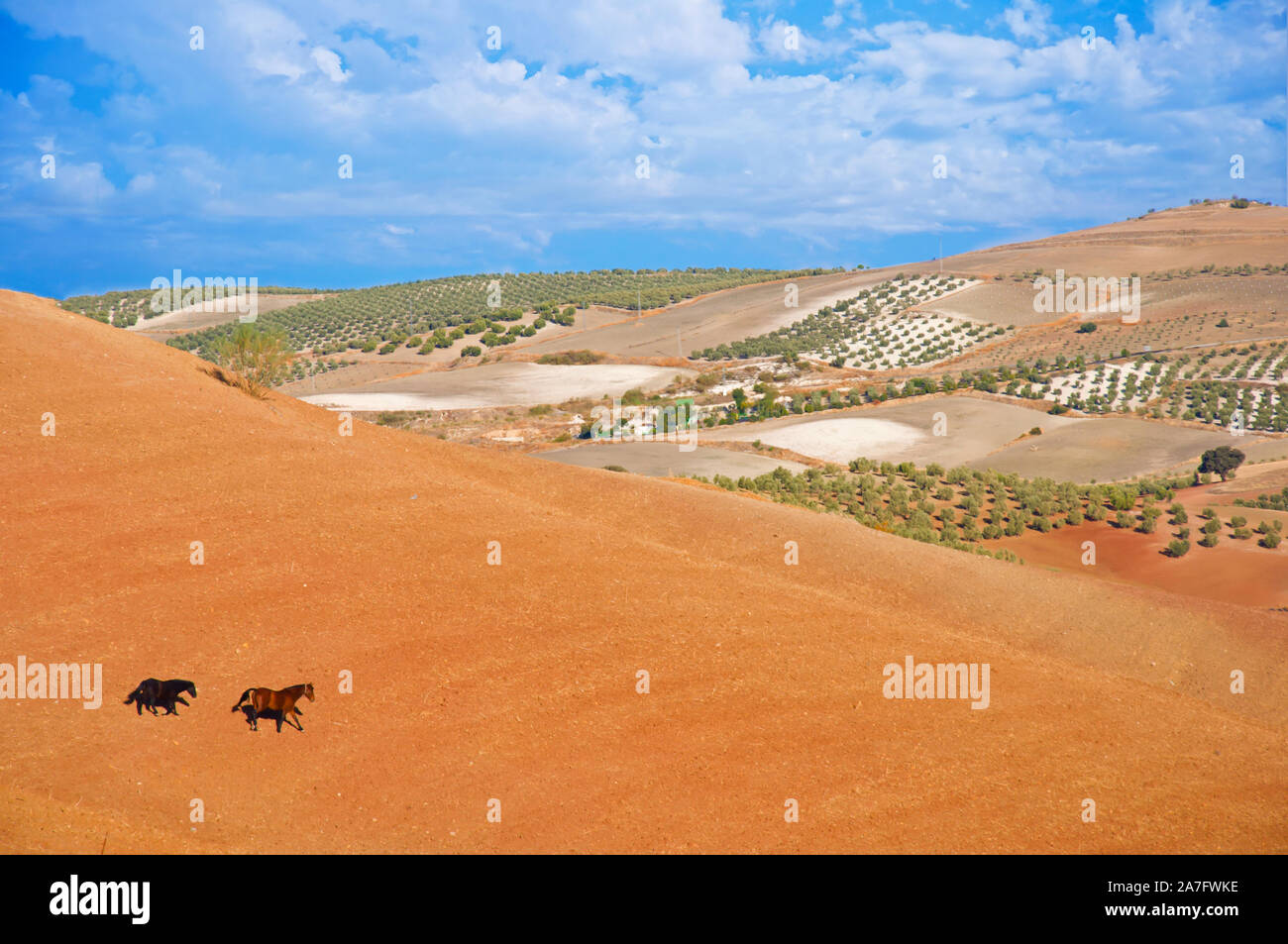 Zwei Pferde auf der braunen Tal, bewölkter Himmel. Weite Aussicht. Sommer, Spanien Stockfoto