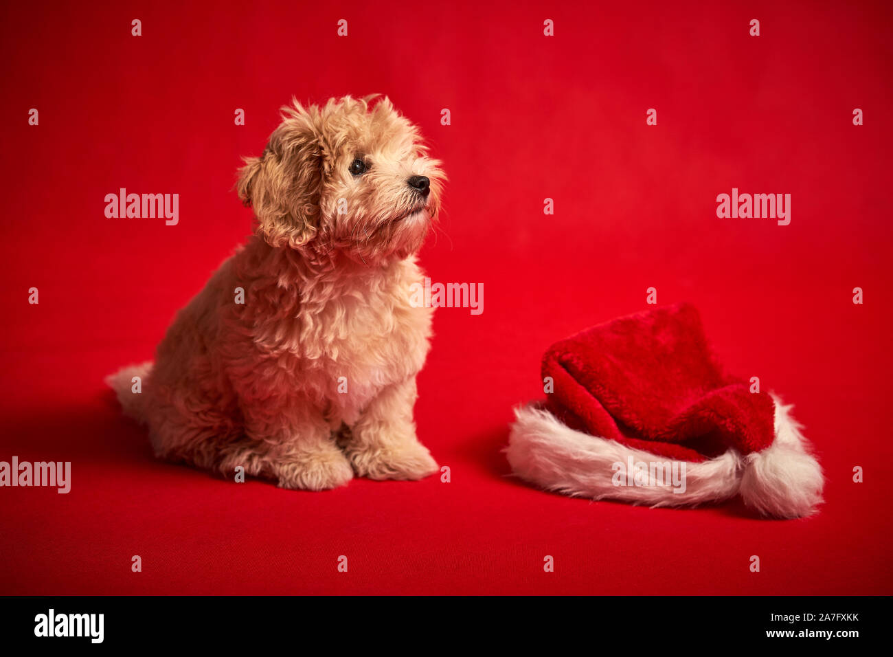 Kleine Welpen spielen mit einer Weihnachtsmütze auf rotem Hintergrund Stockfoto