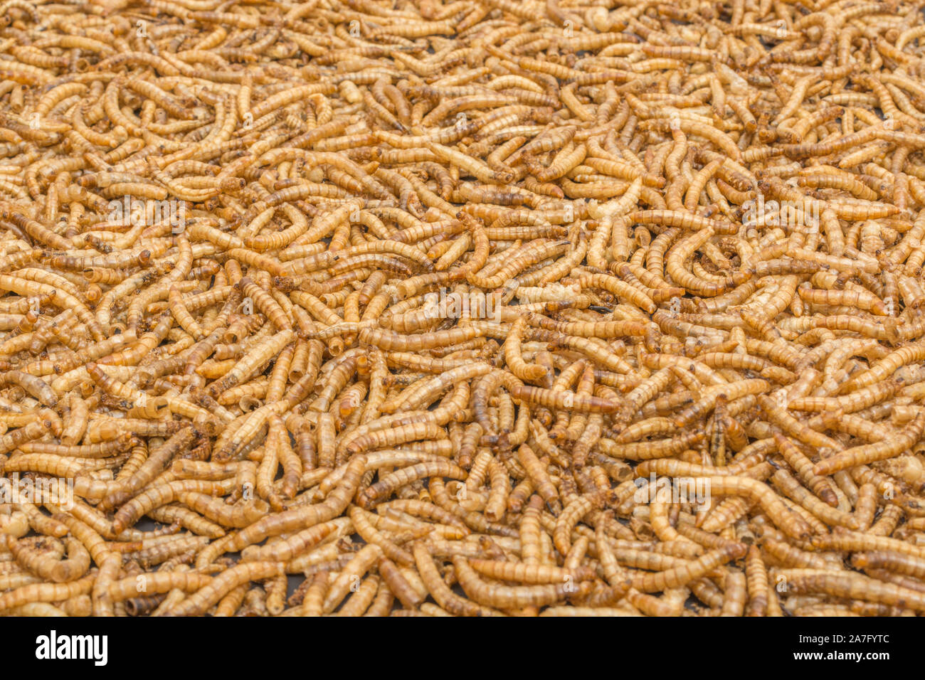 Masse an essbaren Mehlwürmern / Tenebrio molitor als Küchenzutat. Eiweißreiche essbare Insekten / essbare Insekten. Insekten wie Nahrung, Entomophagie, Superfoods Stockfoto