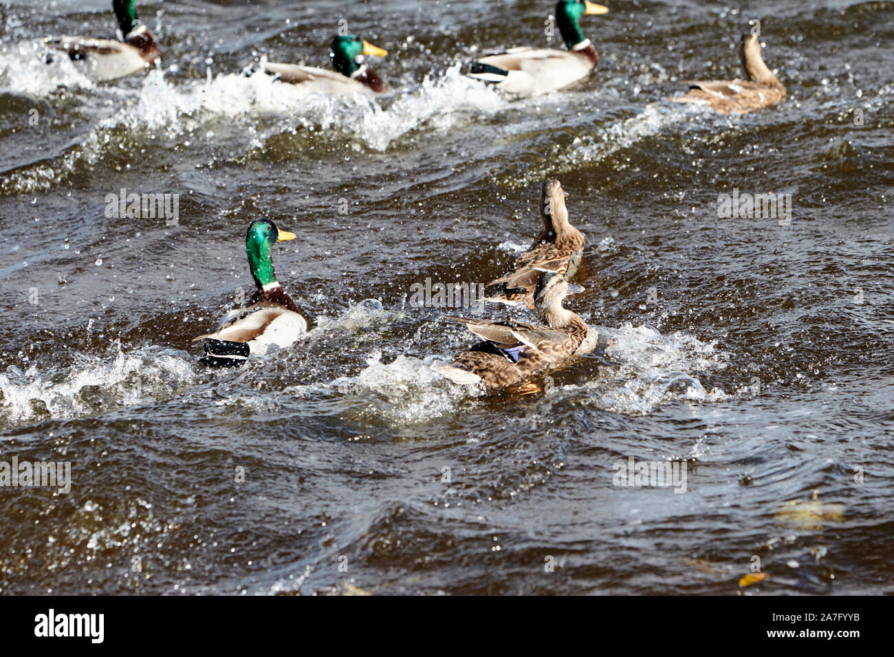 Stockenten männliche und weibliche Herde Landung auf dem Wasser ballyronan Lough Neagh County Derry in Nordirland Stockfoto