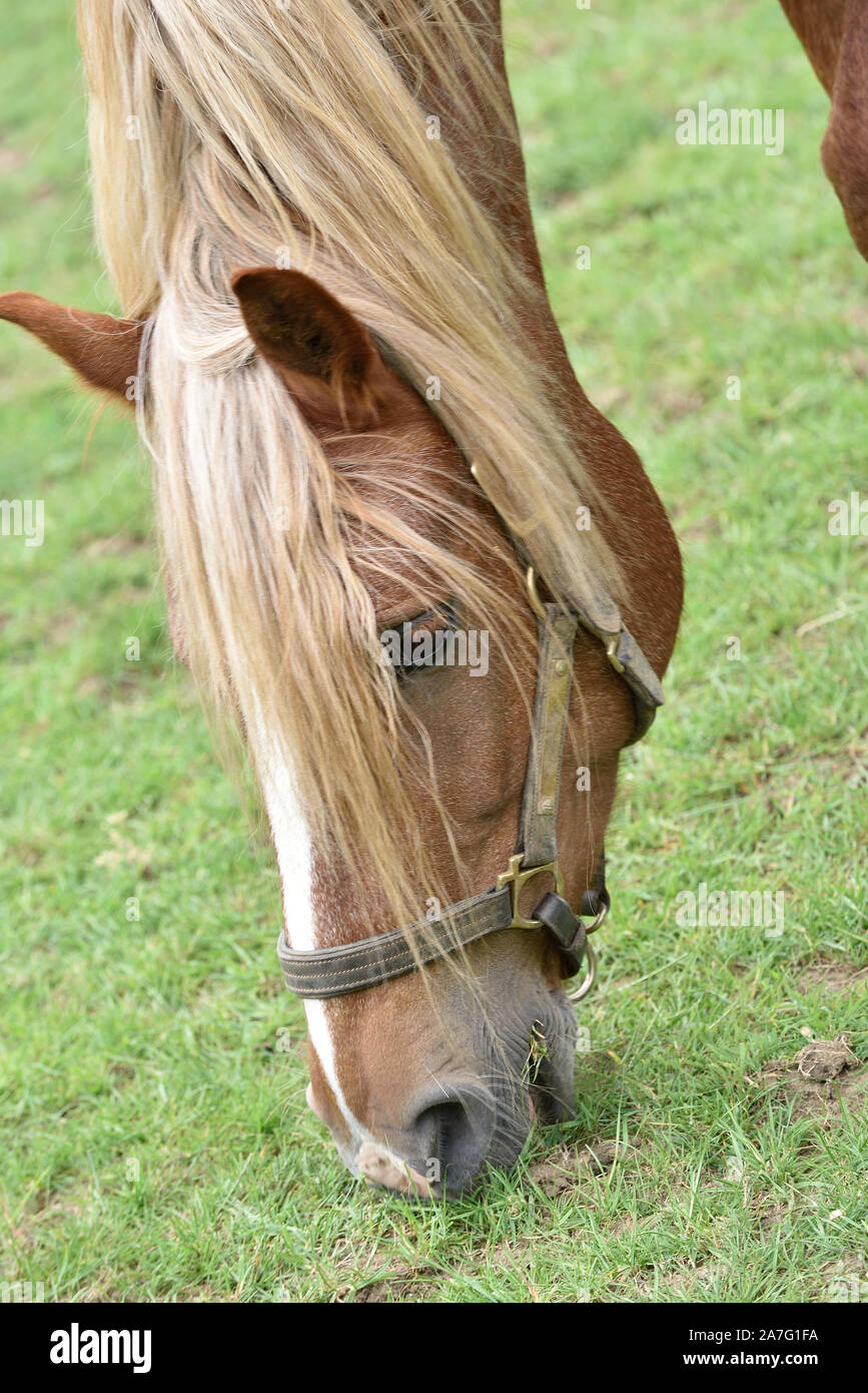 Pferde gehalten im offenen Fahrerlager Stockfoto