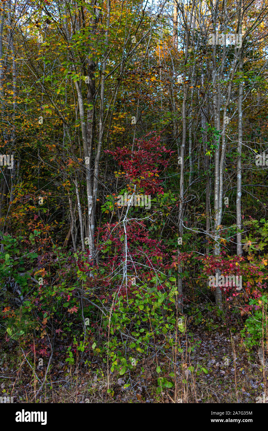 Herbst Szene mit rot, grün, gelb, braun und orange und ein Baum aus mit roten Farben gegen die anderen Stockfoto