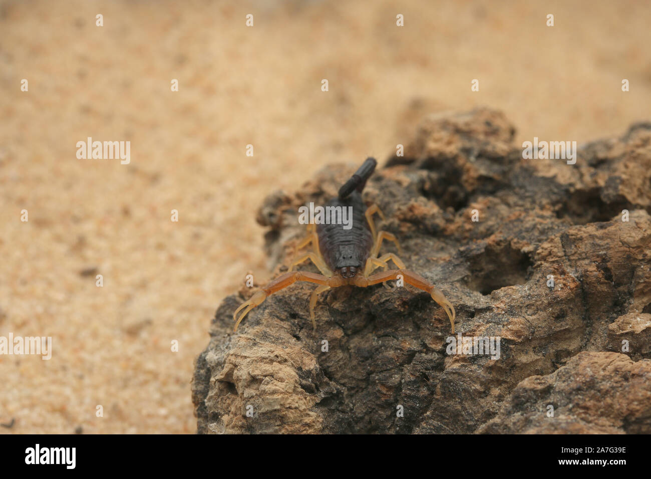 Hottenttota franzwerneri, Hottentotta Stockfoto