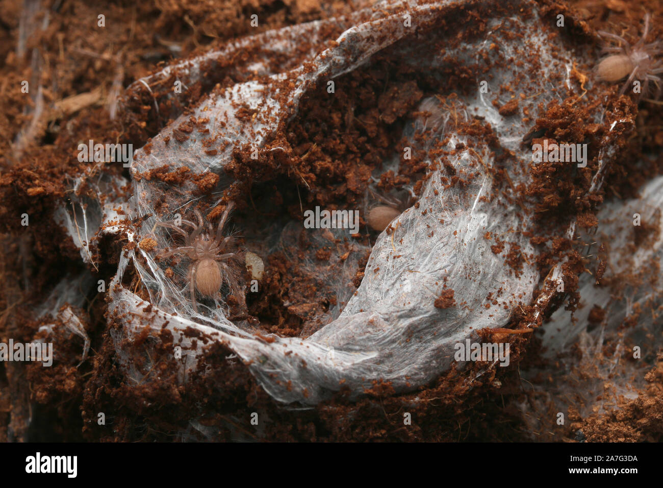 Burst gehörnten Pavian Vogelspinne oder Afrikanische hinten - gehörnte Pavian Tarantula, Ceratogyrus darlingi und Babys Stockfoto
