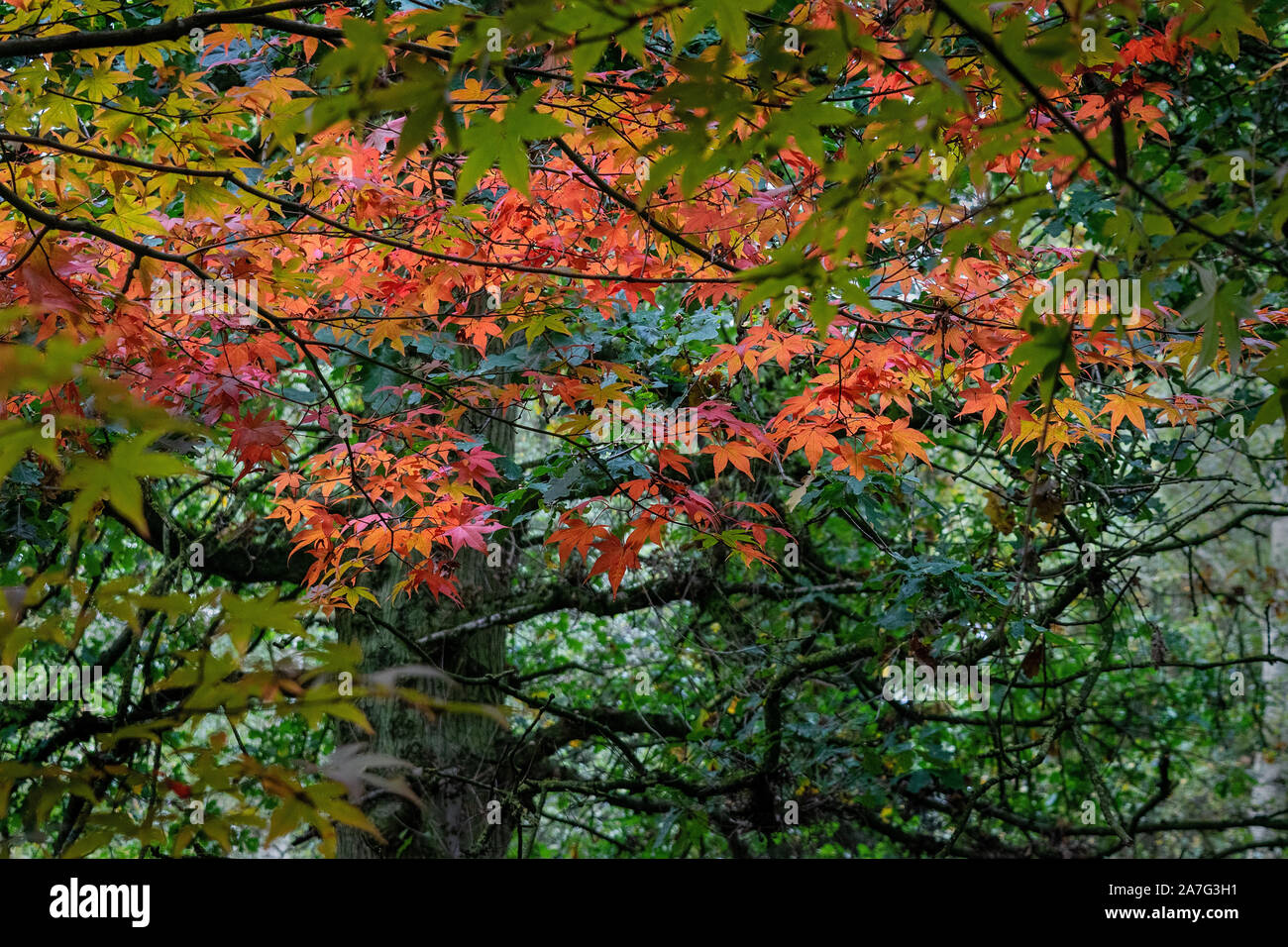 Acer Blätter in allen es Herbst Schönheit, bevor sie auf den Boden fallen Stockfoto