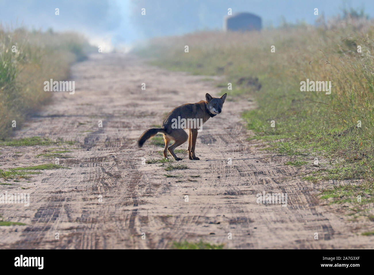 Eine sehr seltene Sichtung eines wilden roten Wolf (Canis rufus) Stockfoto