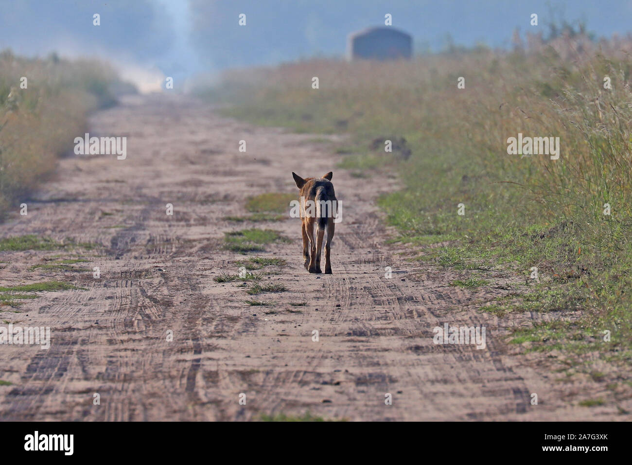 Eine sehr seltene Sichtung eines wilden roten Wolf (Canis rufus) Stockfoto
