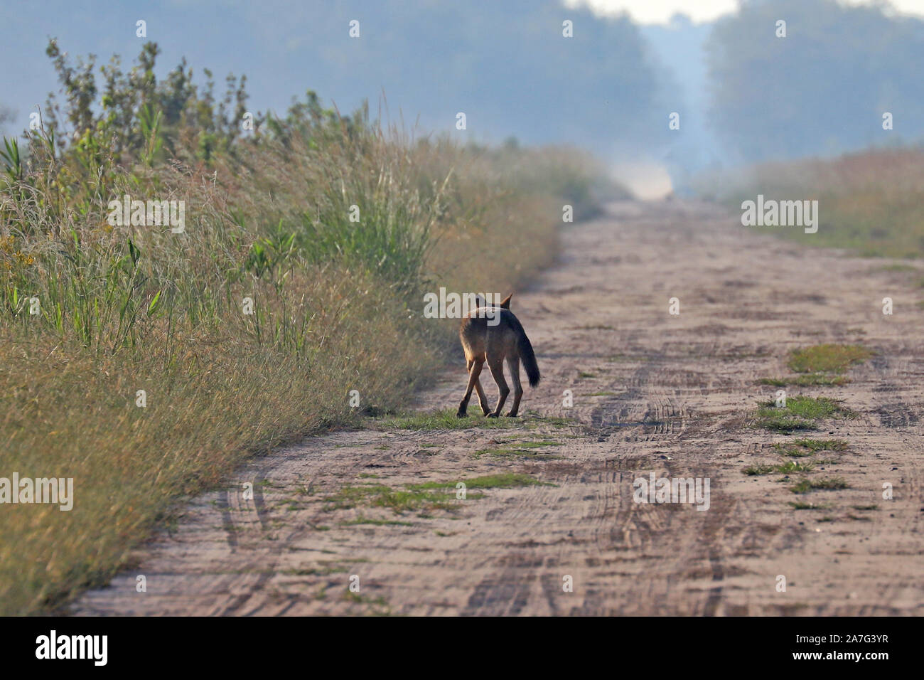 Eine sehr seltene Sichtung eines wilden roten Wolf (Canis rufus) Stockfoto