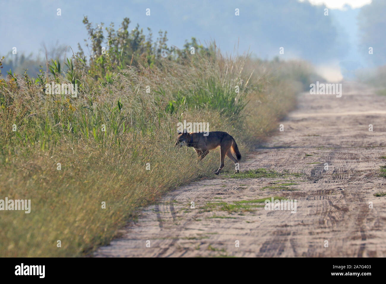 Eine sehr seltene Sichtung eines wilden roten Wolf (Canis rufus) Stockfoto