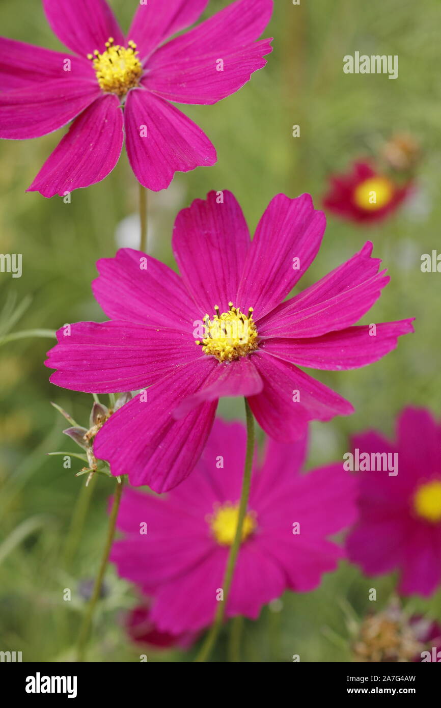 Schmuckkörbchen 'Dazzler' tief rosa Winterharte jährliche Blüte im September garten Grenze. Großbritannien Stockfoto