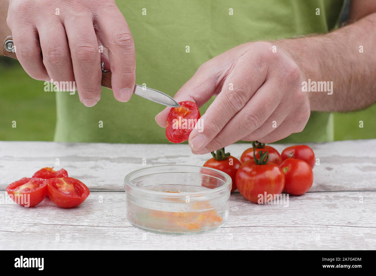Solanum Lycopersicum. Speichern tomatensamen von Ausportioniertem Samen in Wasser ihre Beschichtung zu entfernen, bevor sie trocknen und lagern. Stockfoto