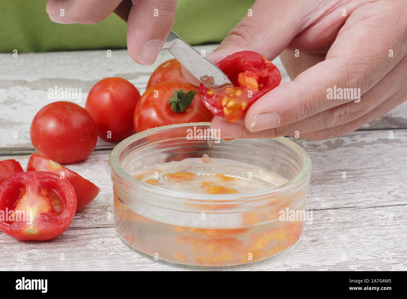 Solanum Lycopersicum. Speichern tomatensamen von Ausportioniertem Samen in Wasser ihre Beschichtung zu entfernen, bevor sie trocknen und lagern. Stockfoto