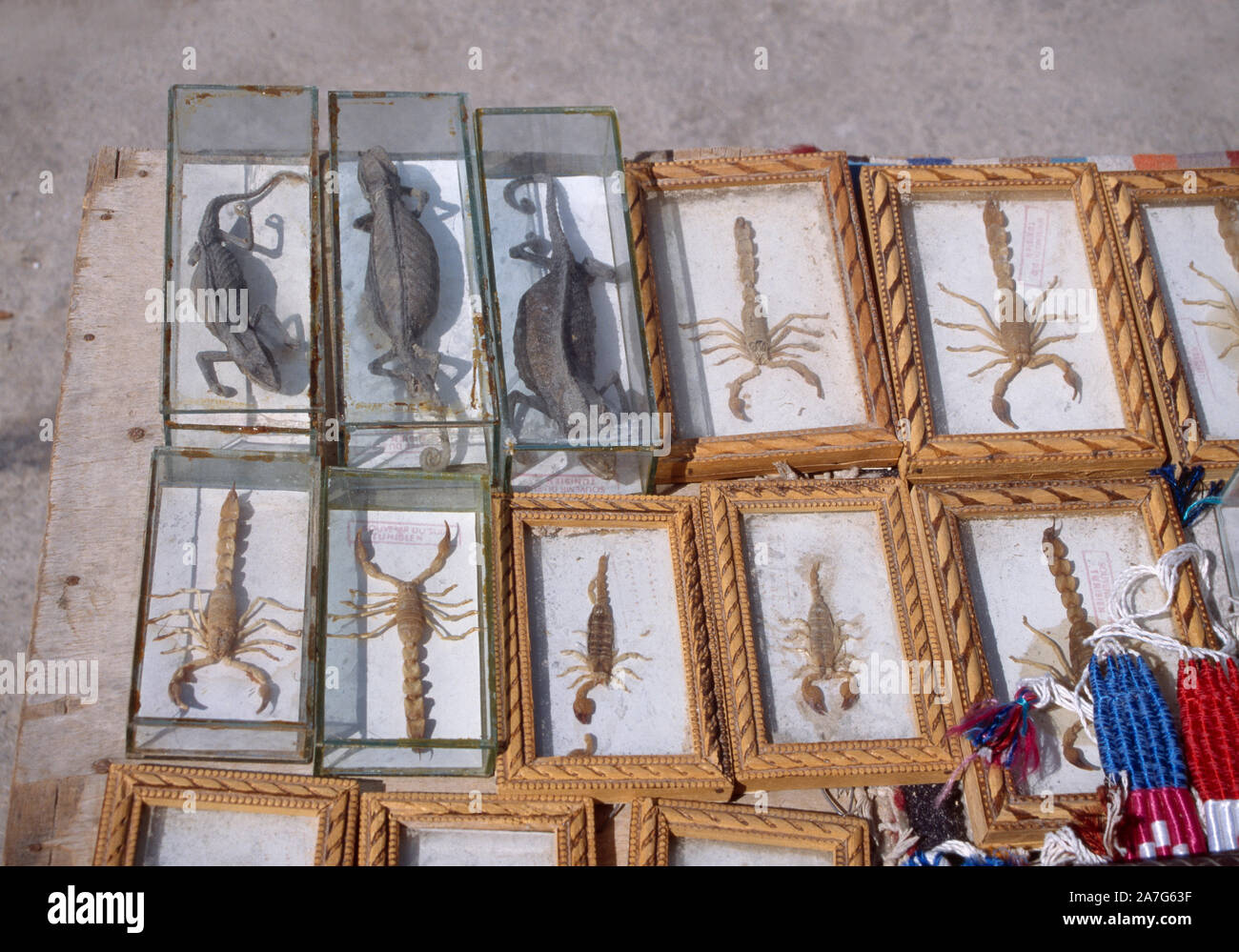 Gerahmt, toten Chamäleons und Skorpione zum Verkauf in einem Markt, der Medina, Tunesien. Nordafrika. Als Souvenirs an Touristen verkauft. Stockfoto