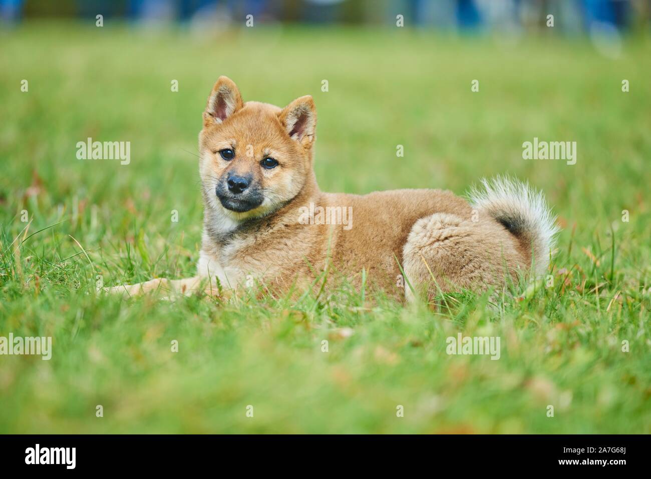 Shiba, Welpen im Gras liegend, Deutschland Stockfoto