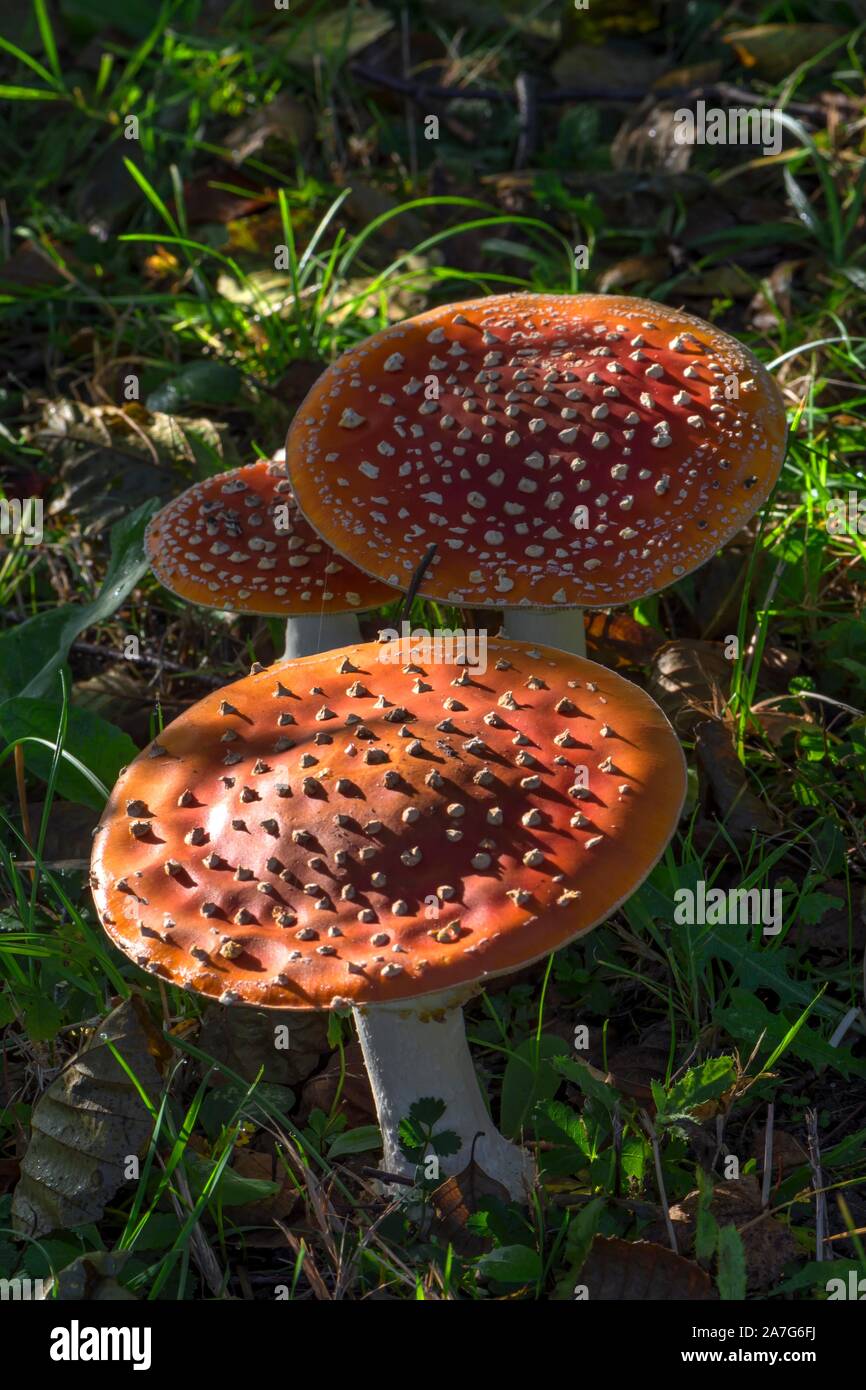 Blätterpilze (Amanita muscaria) auf Waldboden, Bayern fliegen, Deutschland Stockfoto