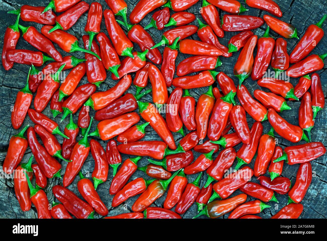 Red chili peppers gelegt, um zu trocknen, Deutschland Stockfoto