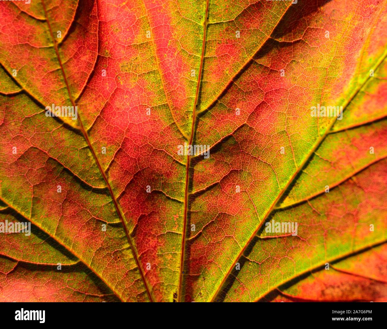 Ahorn (Acer), Autumn Red Maple Leaf im Herbst, Nahaufnahme, Deutschland Stockfoto