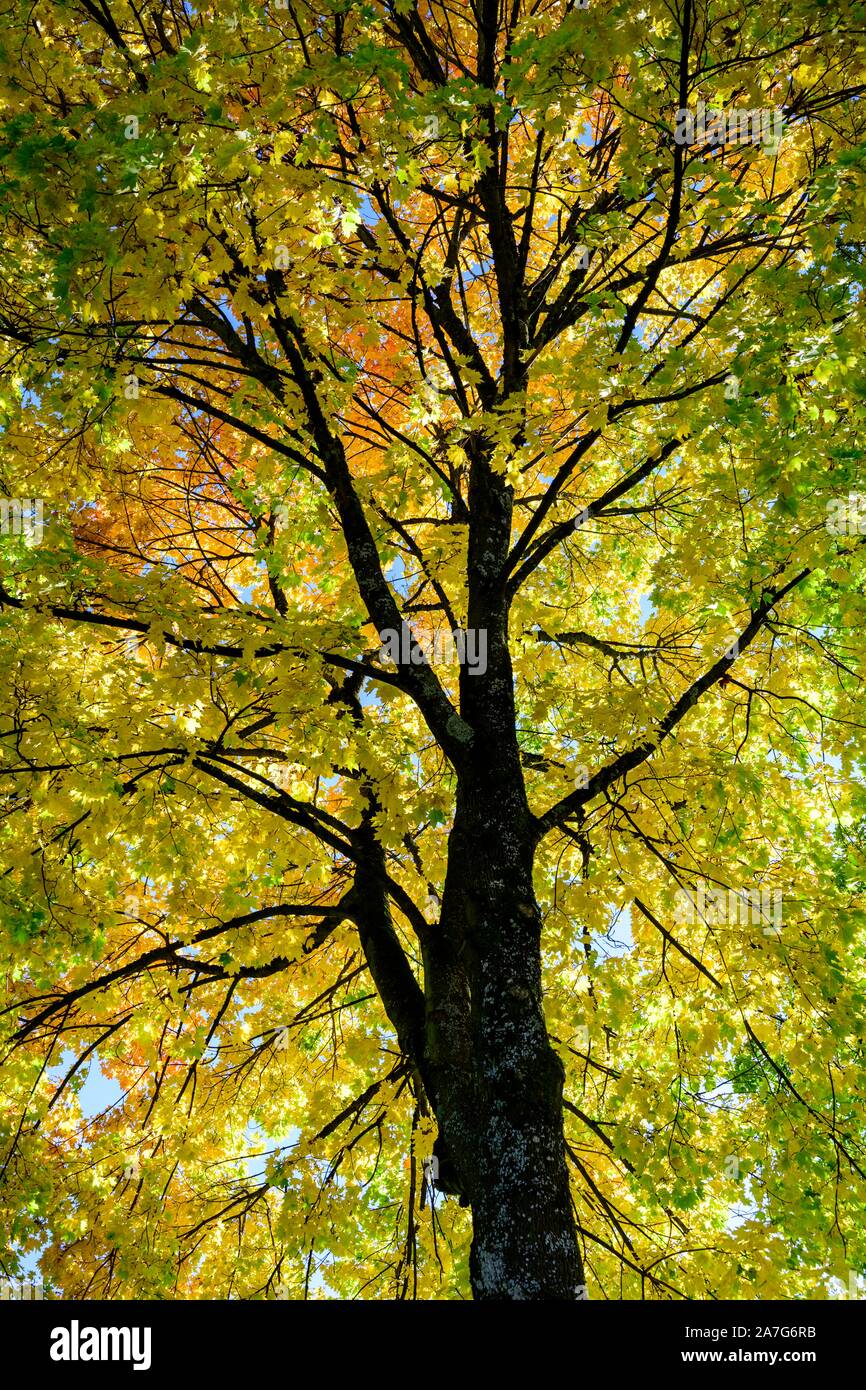 Ahorn (Acer), Baumkrone mit gelb und rot gefärbte Blätter im Herbst, München, Bayern, Deutschland Stockfoto