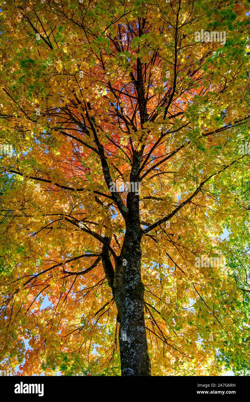 Ahorn (Acer), Baumkrone mit gelb und rot gefärbte Blätter im Herbst, München, Bayern, Deutschland Stockfoto